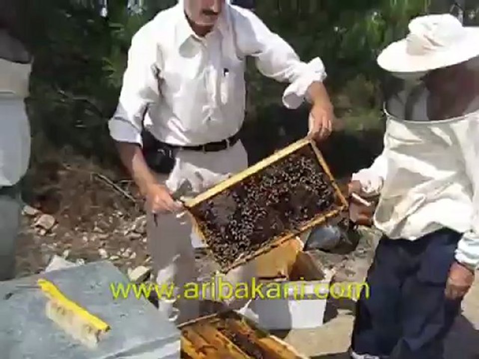 ARICILIK  "AY ÇİÇEK  BALI  HASADI" Soner  GENEL