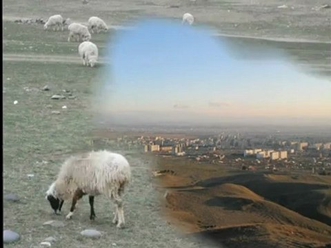 Rustavi,Georgia(sheep).Рустави,Грузия(барашки).