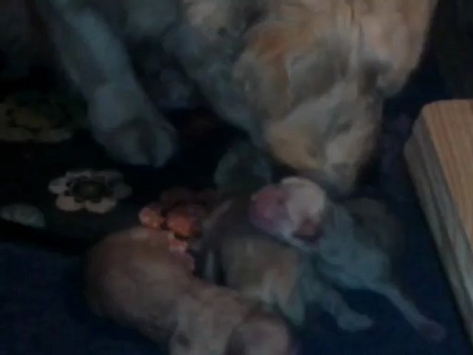 Naissance chiots golden Apple en direct   25-4-12