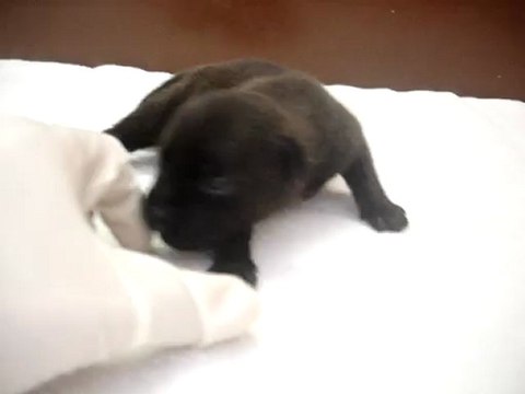 Chiot femelle n2 Elevage Hold up (né le 14/04/2012)