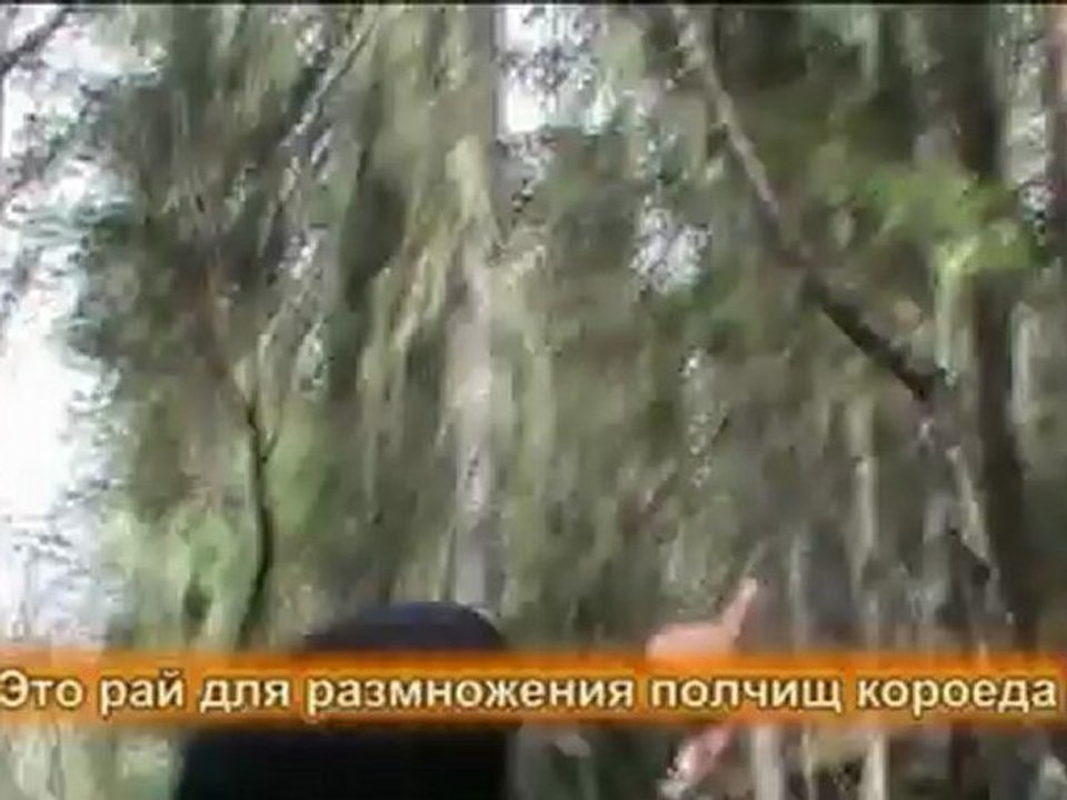 Таштыпский кедр в Хакасии уничтожают ради особняков