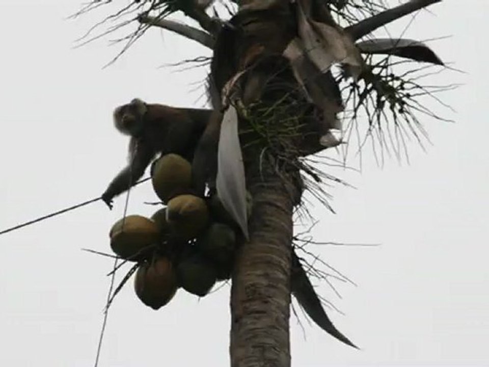 Récolte des cocos