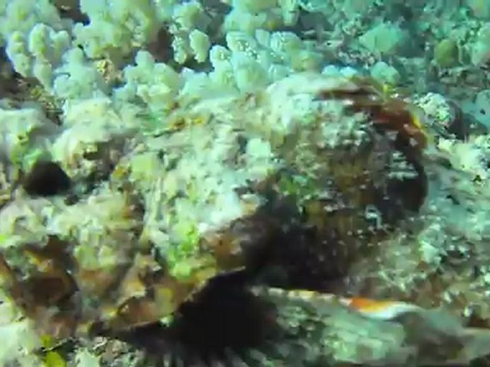 poisson pierre ou scorpion?