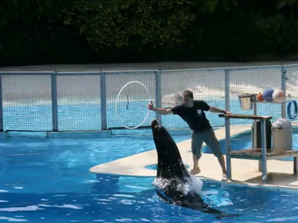 Zoo de Beauval phoque et otarie