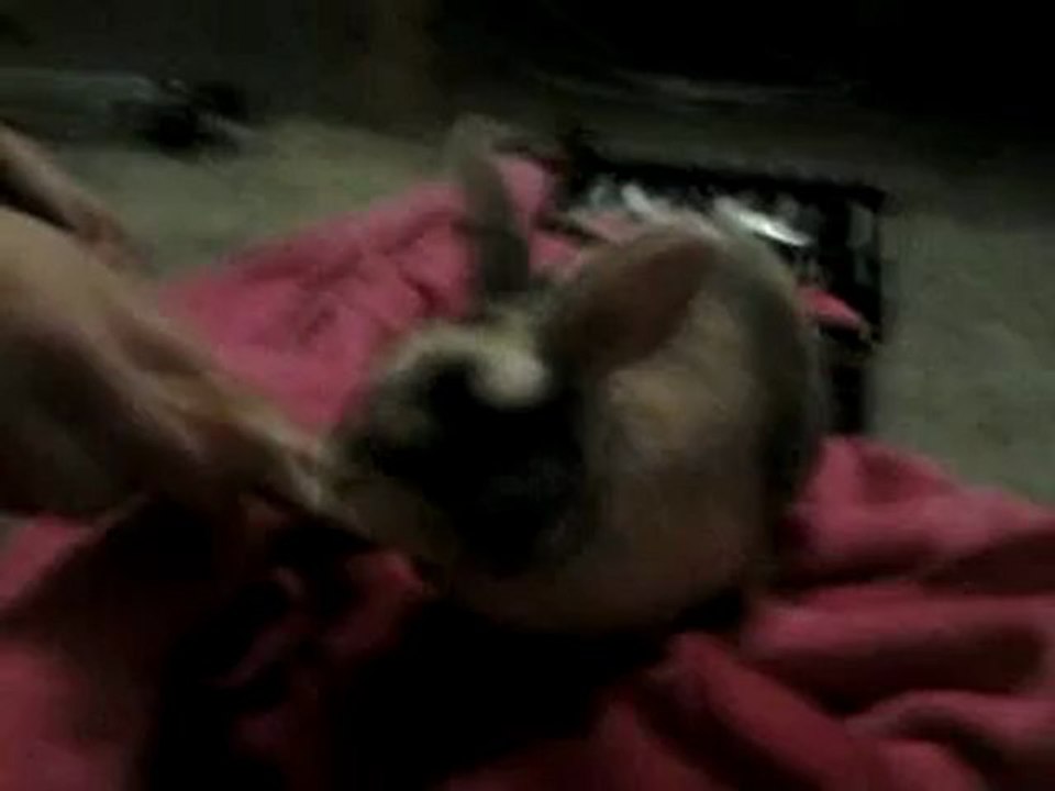 Capuche qui saute un saut d'obstacle