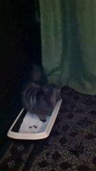 Le chat qui ne sait pas gratter sa caisse!