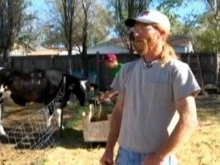 Truant Cow Hoofs it to McDonald's Drive Through