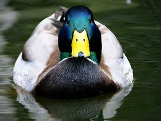 Faruk Demir - Gülşen Kutlu -Yeşil Ördek