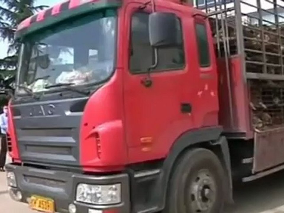 Viral Online Message Saves 500 Dogs Caged on Truck From Slaughter House in China