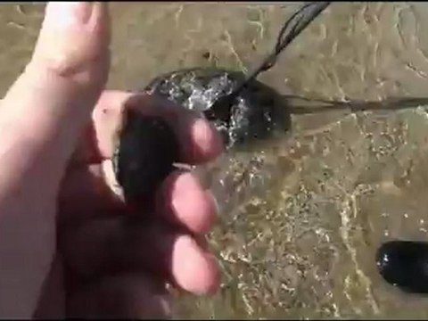 Détecteur de métaux Teknetics G2 à la plage sur sable mouillé ! (beach hunting with teknetics g2)