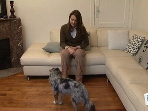 Vie Pratique : Dresser son chien : assis