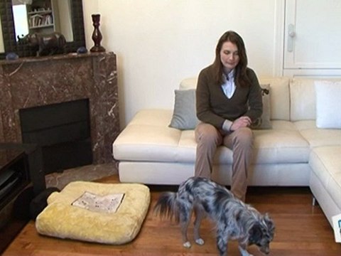 Vie Pratique : Dresser son chien : aller au panier