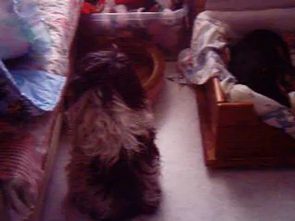 Vendredi 20 avril 2012 les nounours  Patricia 001