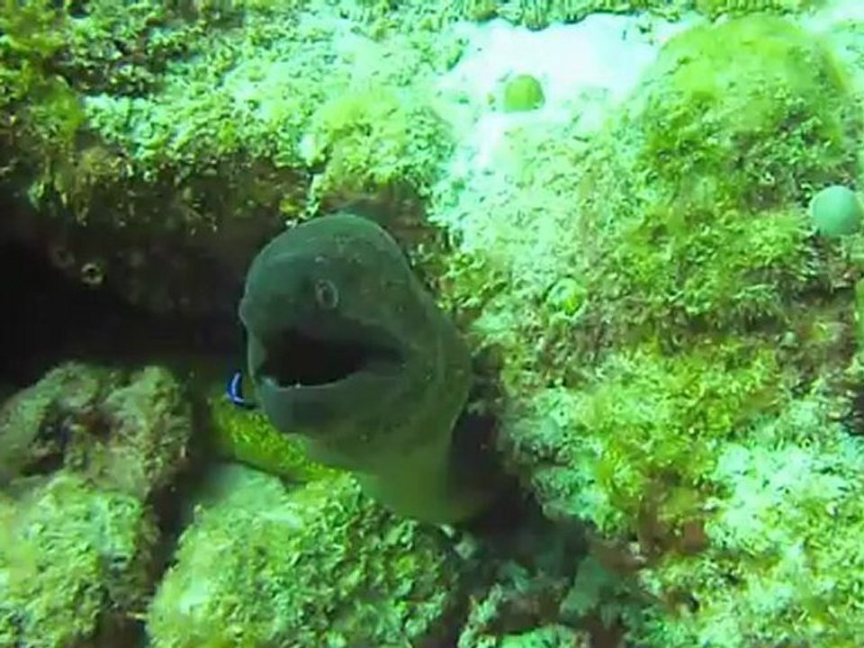 murene javanaise