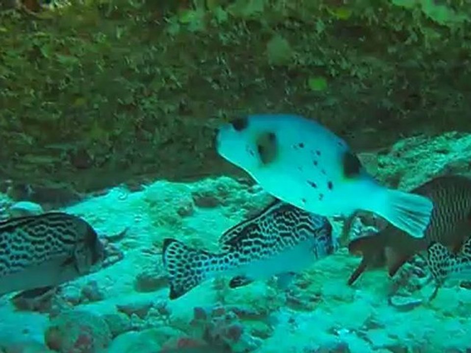 Poisson ballon,gatrin,poisson trompette