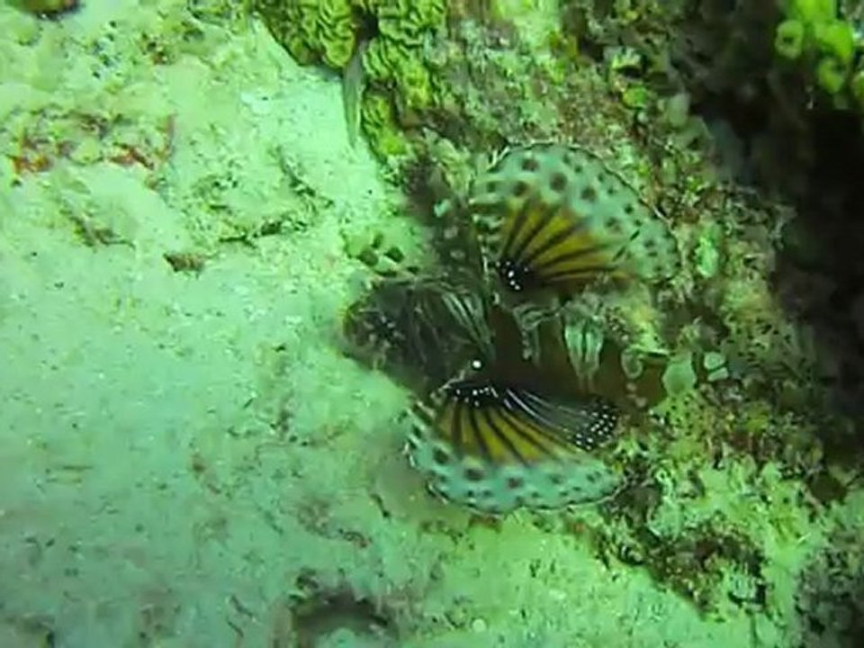 famille racasse volante