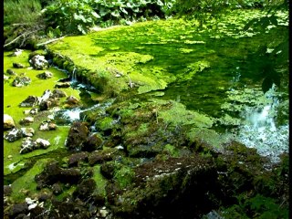 « Le bois, un matériau pas si écologique... surtout pour nos rivières »