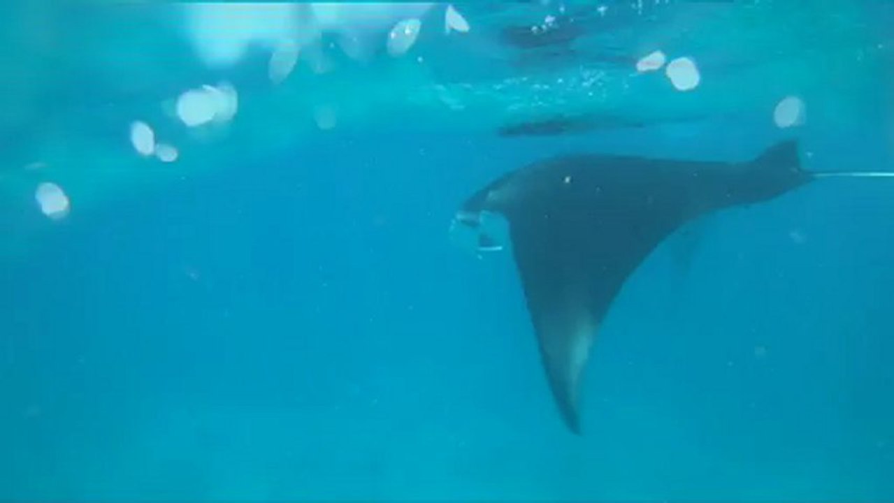 manta1.wmv