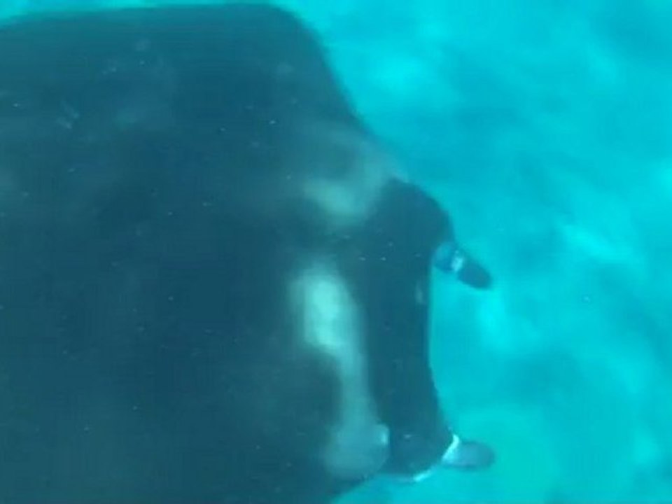 manta2.wmv