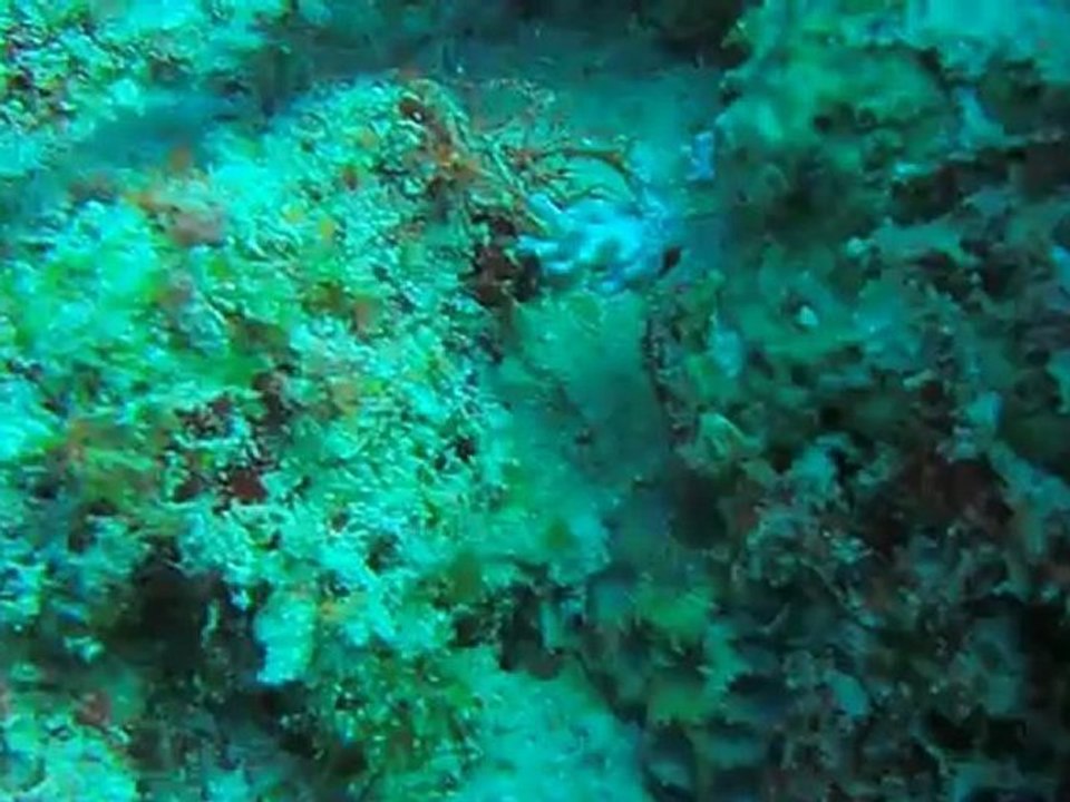 Argh!!!elle m'a eu S.......!!!!!