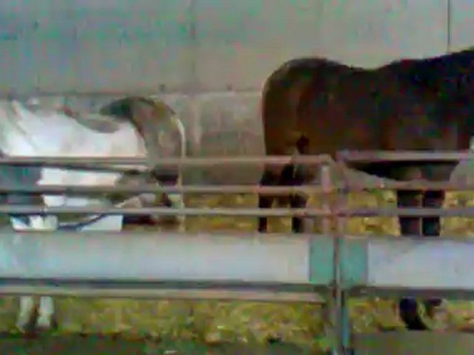 Bébou et Poney, un an... l'écart se creuse!!