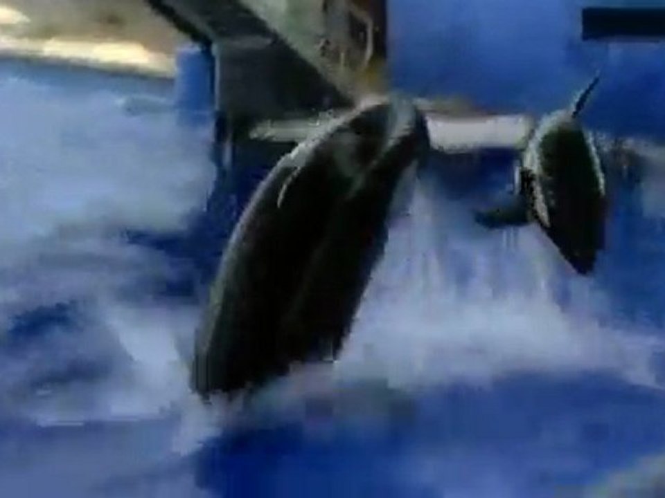 Balinaların yavrusu ile muhteşem şovlar gösteriler.