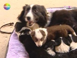 Yetenek Sizsiniz'in birincisi Max'in kardeşleri oldu