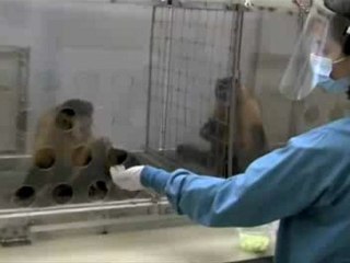 Les singes préfèrent le raisin