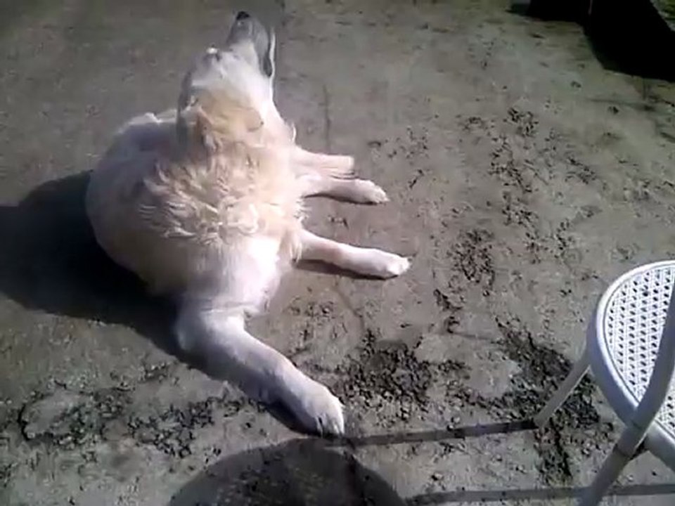 angus