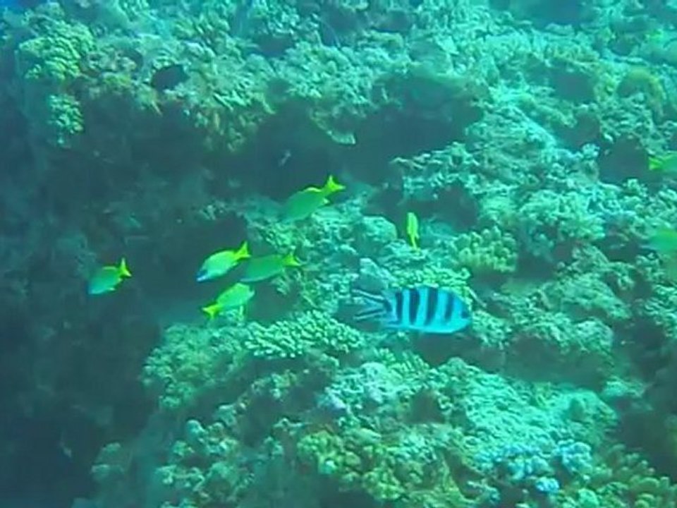 Panoramique en plongée