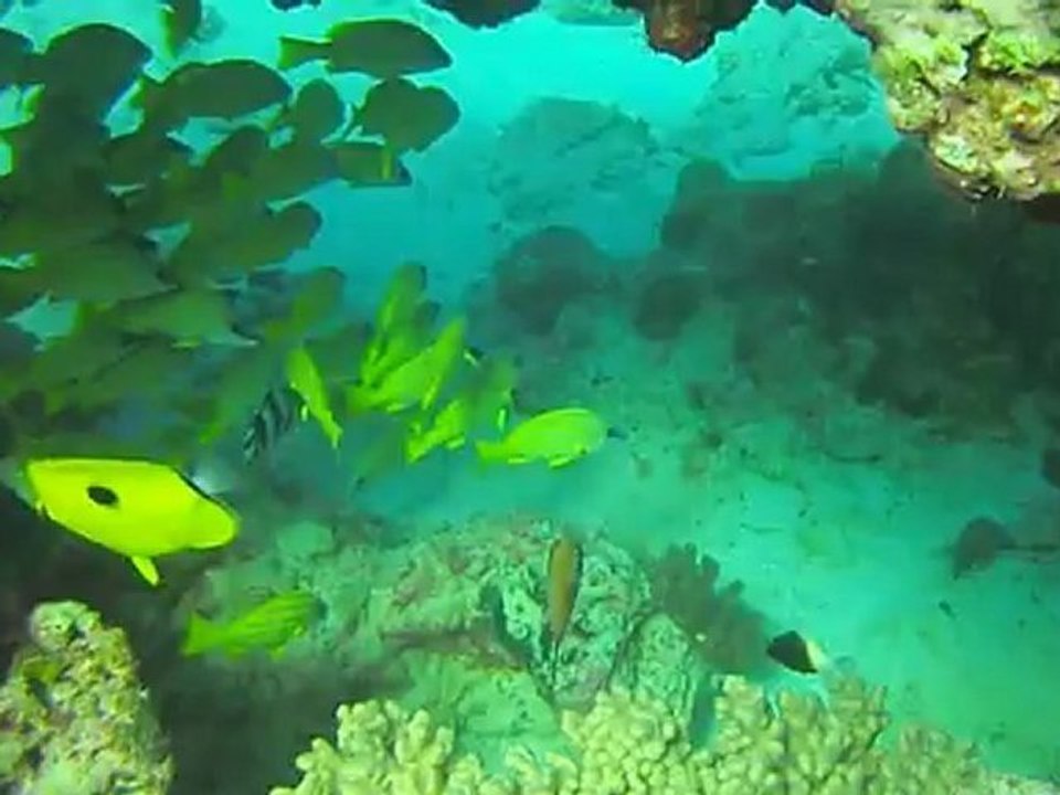 vivaneau dans une cavité