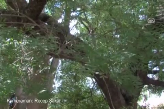 Tsunamide kaybolan tarih