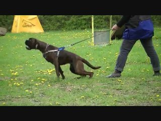 GLAMOUR entrainement RCI  9 mois