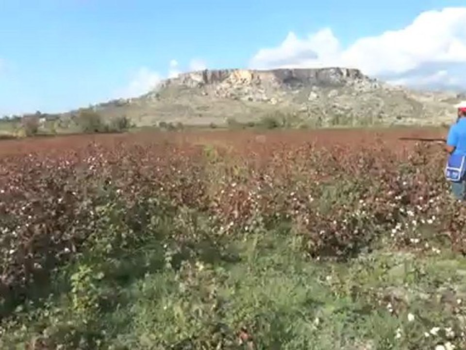 antalya serik yanköy köyü bıldırcın avı...ilker ince ve nuri topal