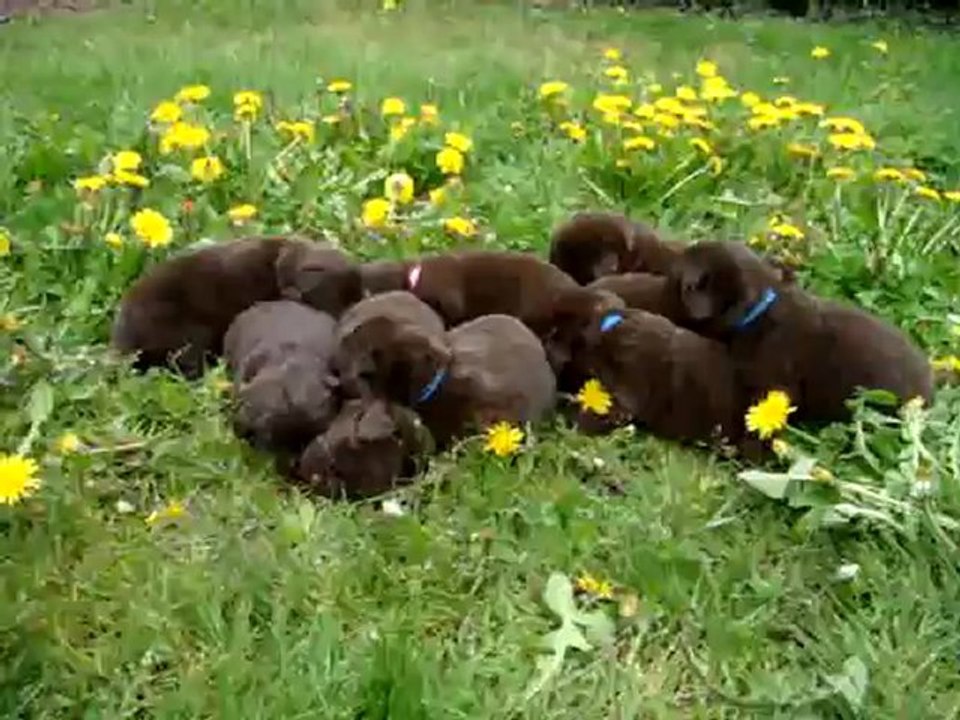 chiots Funny élevage de VALOYAN TERRE NEUVE MARRON BRONZE 18/04/2012
