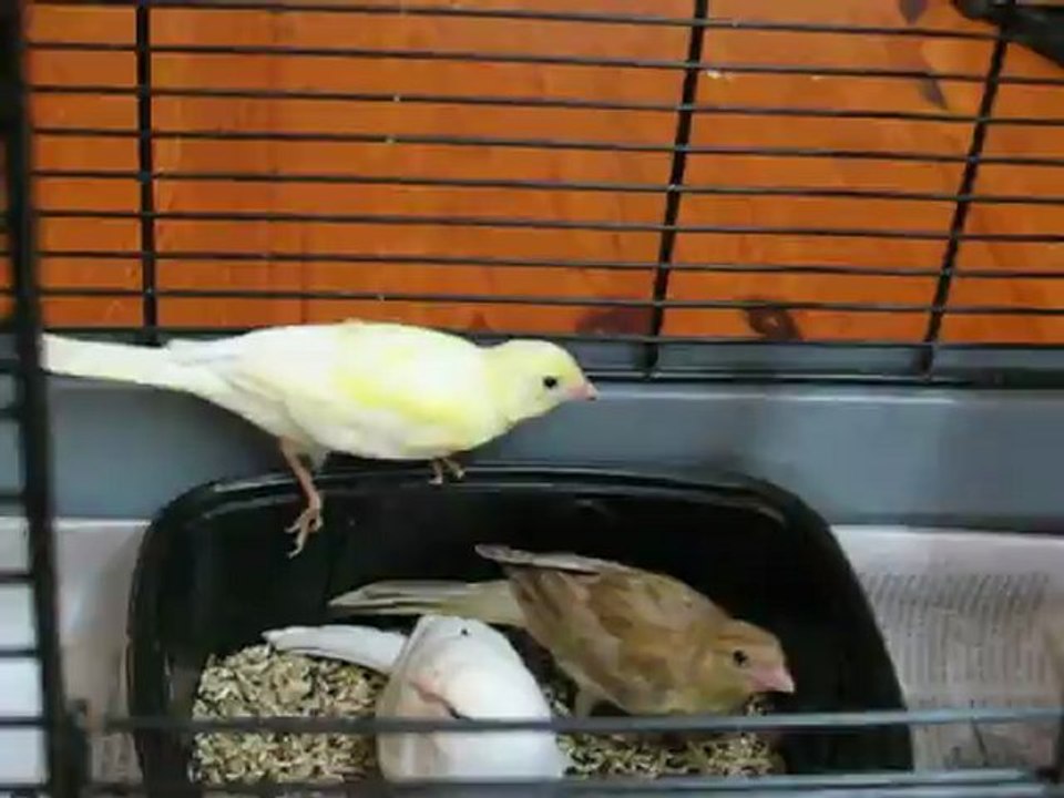 canaris st dié le 28 avril (1)