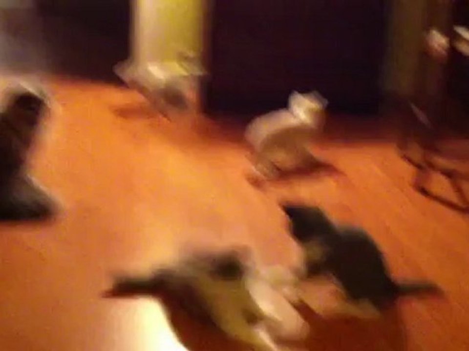 Le nouveau jeu des chatons... trop gâtés quand même !