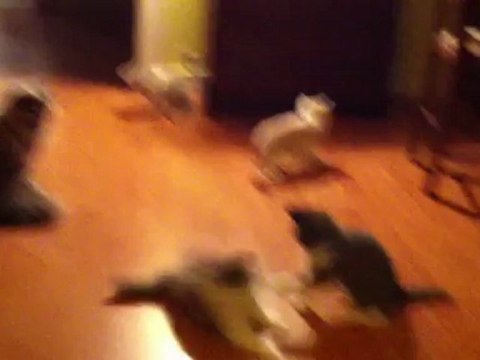 Le nouveau jeu des chatons... trop gâtés quand même !