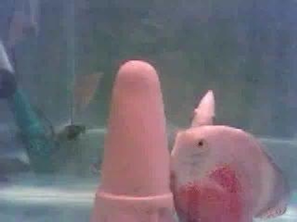 ponte de RED & White Pearl