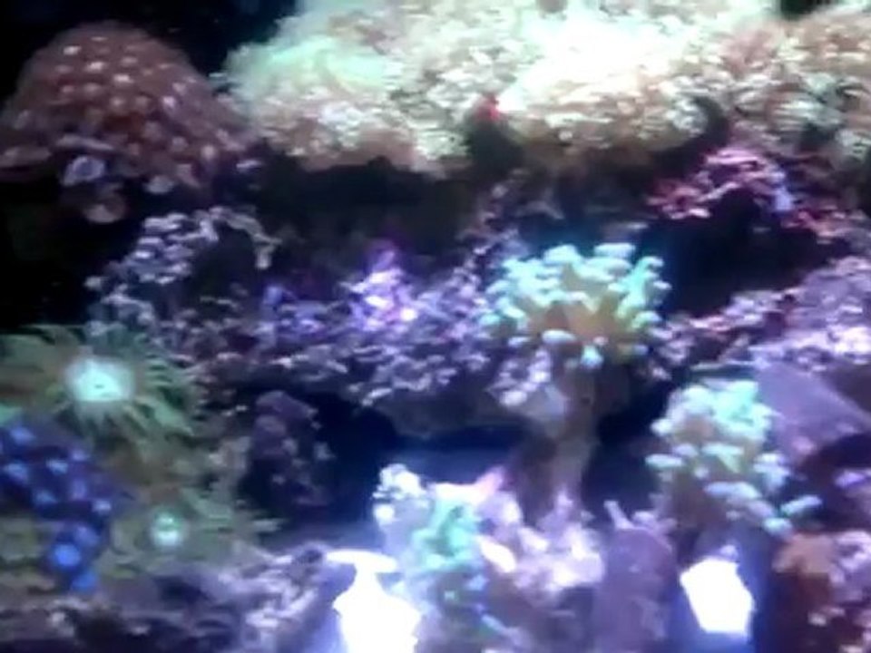 Black percula çiftim1