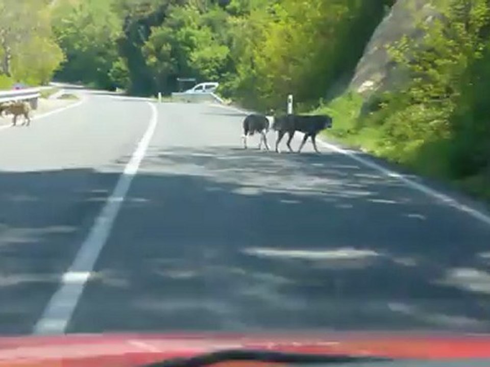 Perşembe kazancılıköyü yolculuk esnasında çekilen klip