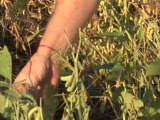 Argentina creates drought-resistant gene for crops