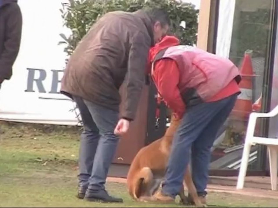 Brevet en ring d'Emilio & de son chien FURY du Paradis d'Orsy