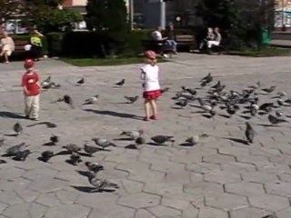 Gołębie przed koszalińskim ratuszem