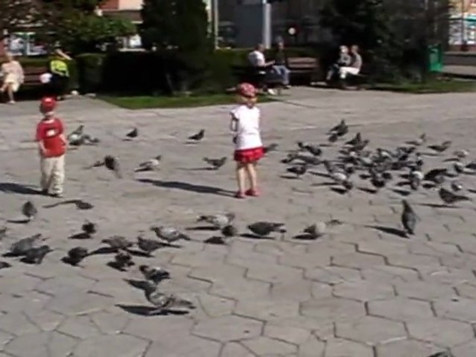 Gołębie przed koszalińskim ratuszem