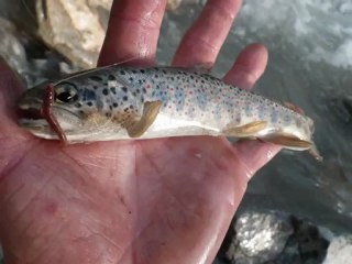 peche en riviere au toc le 27 avril 2012