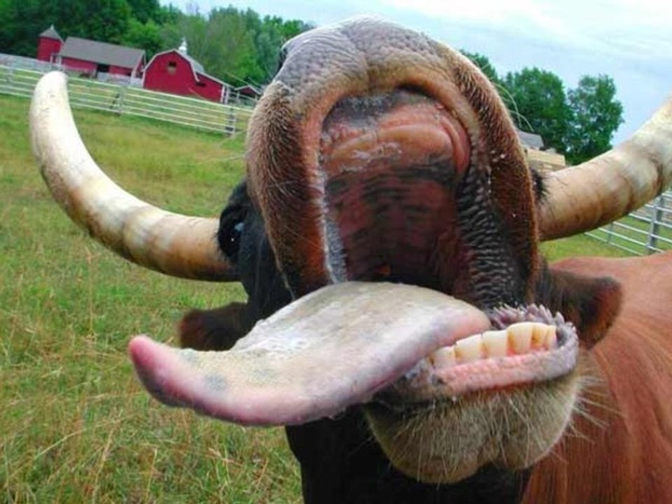 The cow
