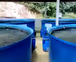 Sizce bu havuzda kaç balık var