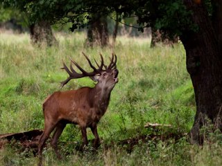 La flûte des ancêtres - voyage au pays du grand cerf