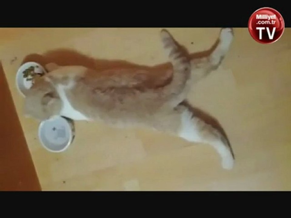 Kedideki yemek yeme zevkine bakın